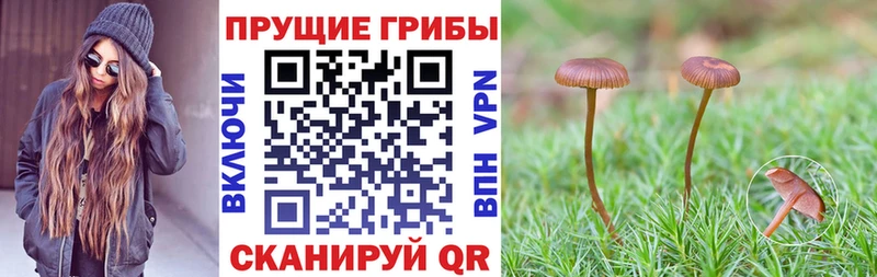 Галлюциногенные грибы GOLDEN TEACHER  omg маркетплейс  Люберцы 